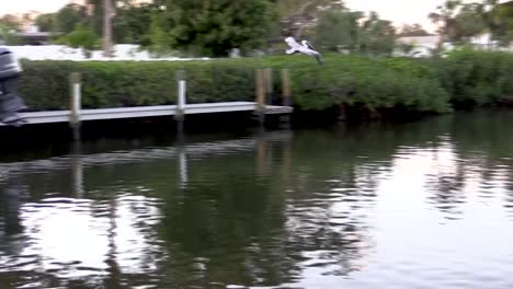 Cámara-Lenta-De-Pelícanos-Buceando-Para-Pescar-En-El-Canal-De-Florida