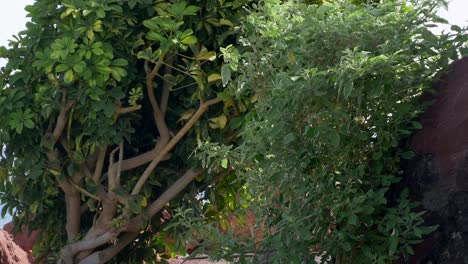Canary bird moving within the branches of a green bush on a hot and windy summer day