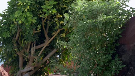 canary bird moving within the branches of a green bush on a hot and windy summer day