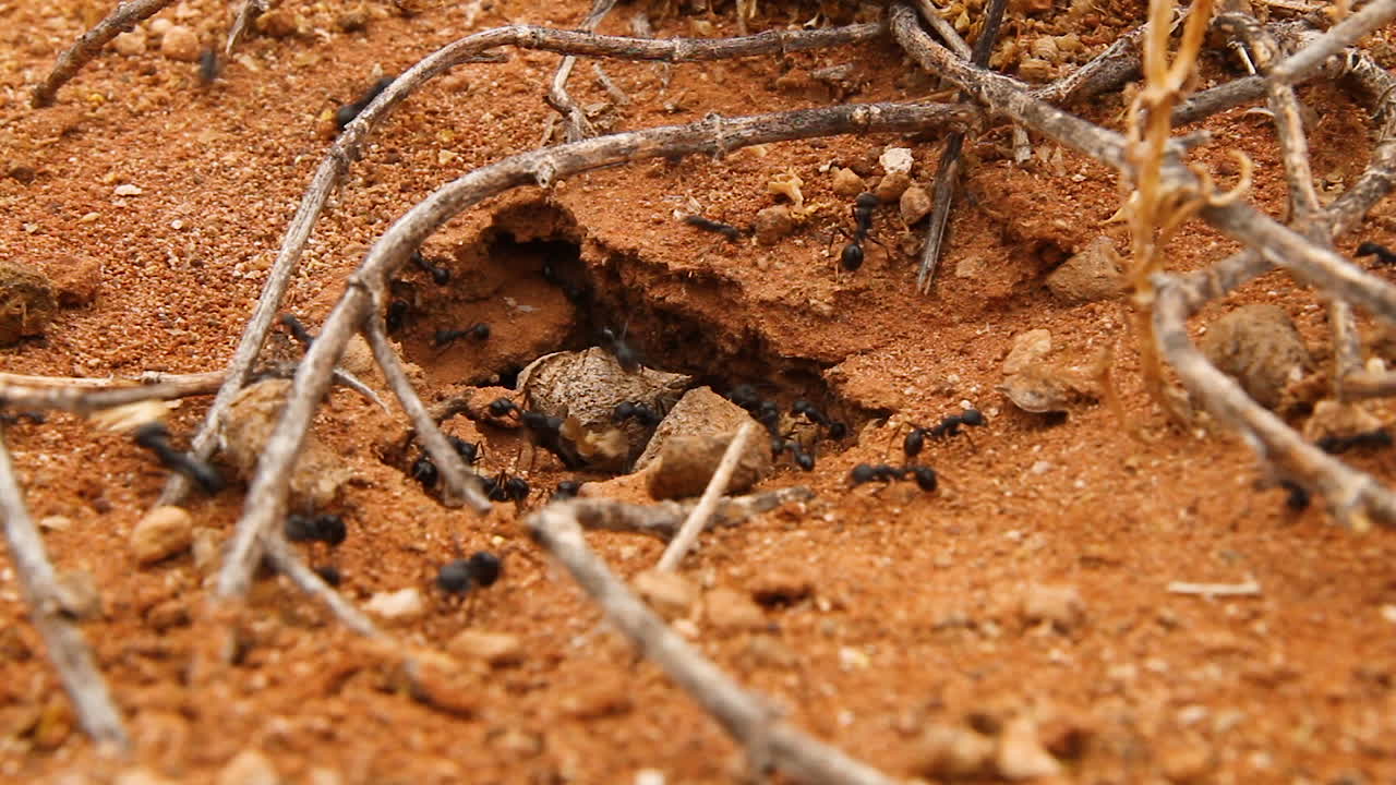 hormigas trabajando en nidos en las dunas del desierto