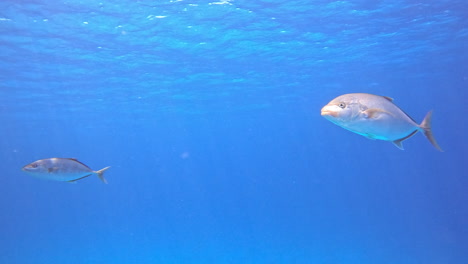 yellowfin tuna fish in the coral reef of the red sea of egypt , shot on 4k 100 fps