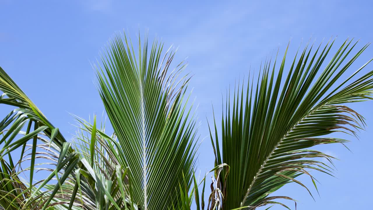 Frondose di palma ondeggiano dolcemente contro un cielo azzurro e limpido, catturando la serena atmosfera tropicale delle spiagge di Phuket.