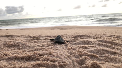 Baby-sea-turtle-leaving-its-path-printed-on-sand-while-it-goes-to-the-ocean-after-leaving-the-nest-and-giving-its-first-steps