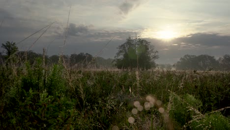 Field-with-morning-dew-in-Florida-with-the-sun-behind-the-clouds