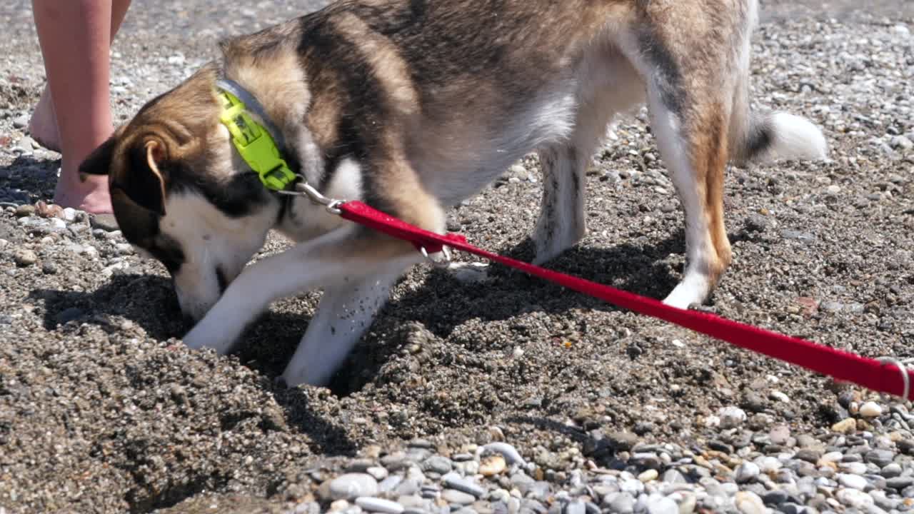 Close up, 4x slow motion 100fps footage, half breed, young age, Husky dog, digging on pebble and sand beach, side view