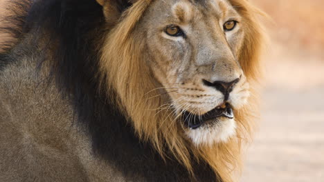 the lion king of asia looks behind at his family which is sitting in share on late morning in the indian jungle