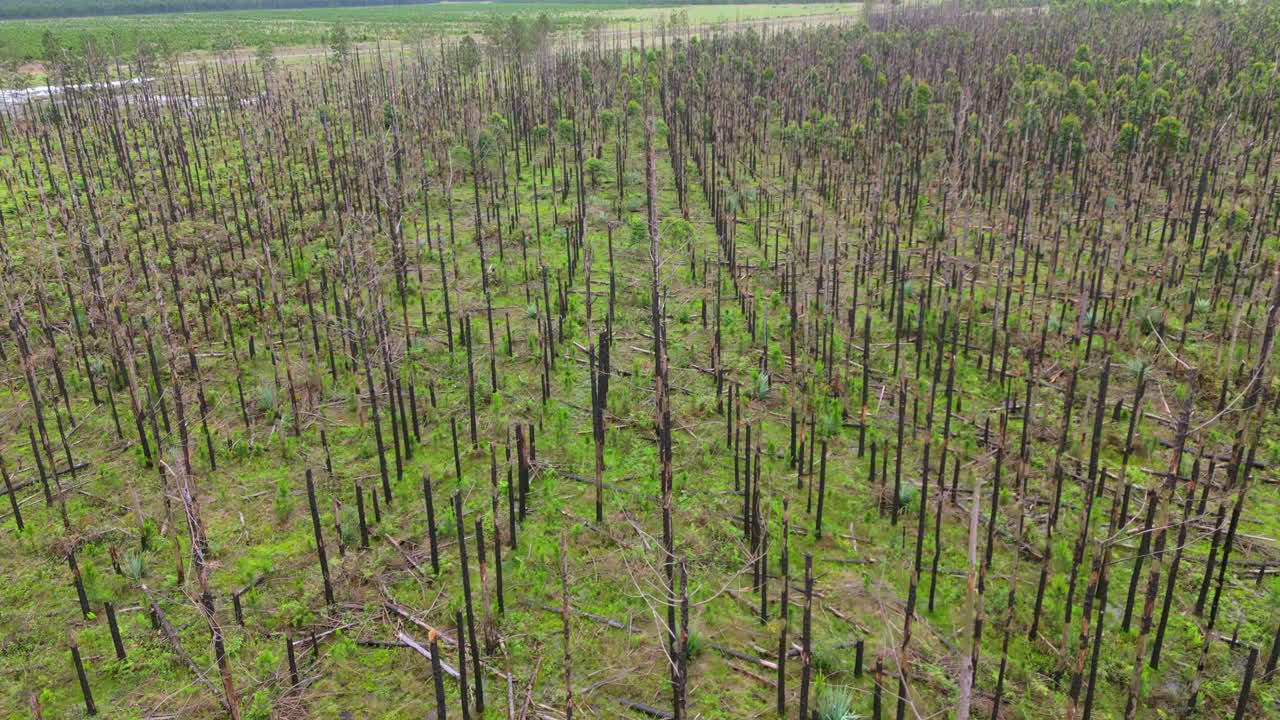 Aerial View of a Devastated Forest After a Natural Disaster