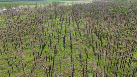 aerial view of a devastated forest after a natural disaster