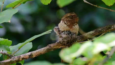 The-Javan-Frogmouth-or-Horsfield's-Frogmouth-is-found-in-Thailand-and-other-Asian-countries