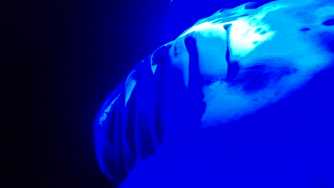 Giant-Manta-Rays-Swim-under-Blue-Light-in-Ocean-at-Night