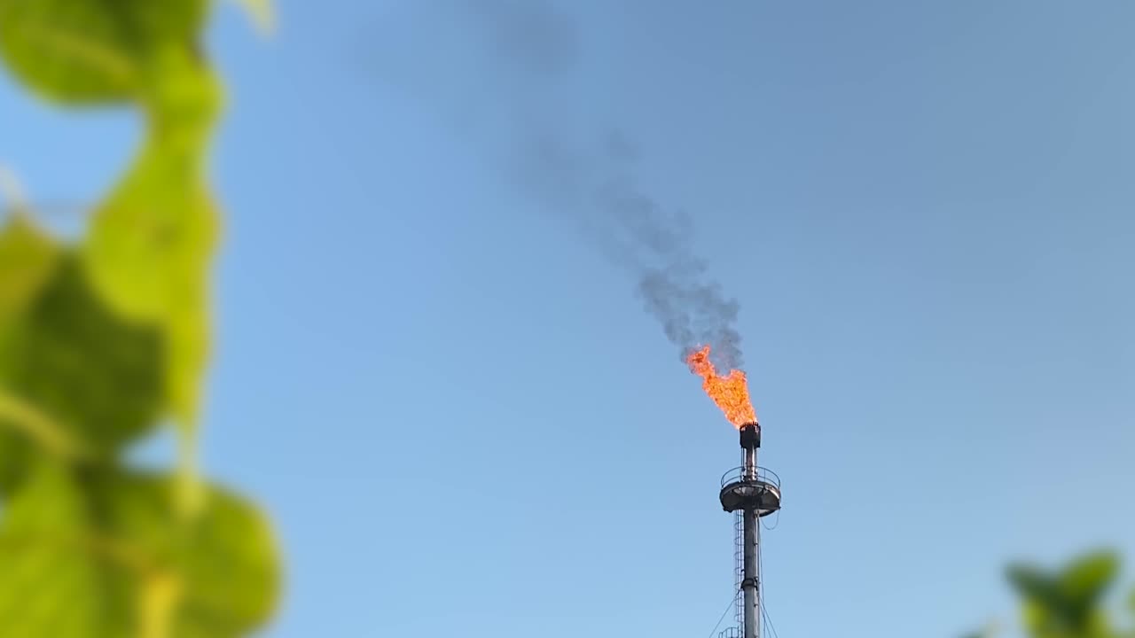 산업 공해가 환경에 미치는 영향을 강조하는 가스 공장 굴뚝의 녹색 잎과 검은 연기 사이의 대조