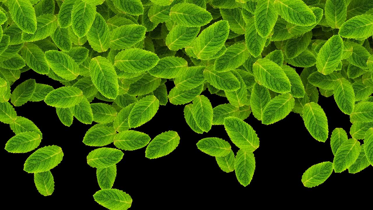 fondo natural verde vegetal