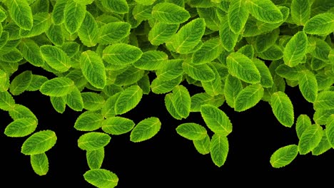 vegetable green natural background