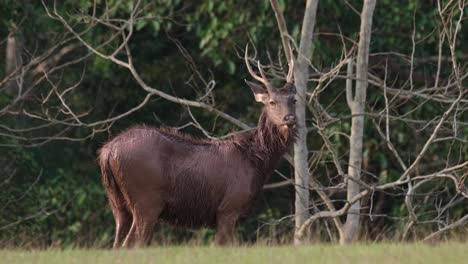 sambar, rusa unicolor, thailand