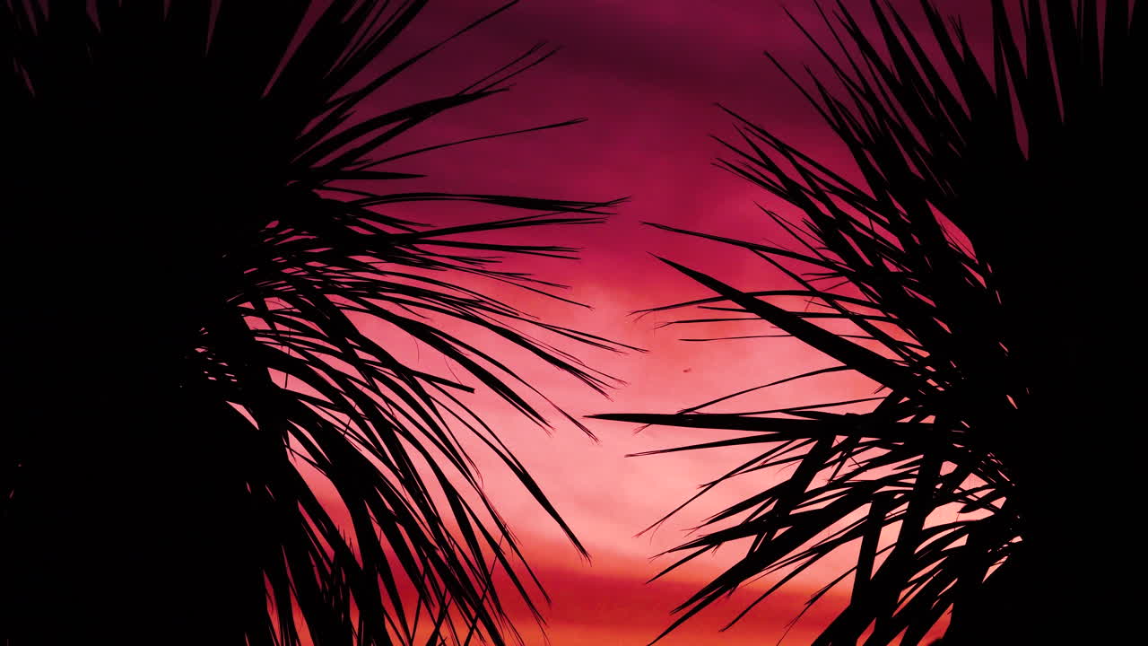 silueta de dos árboles de col en la puesta de sol de la tarde