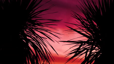 silhouette of two cabbage trees in the afternoon sunset