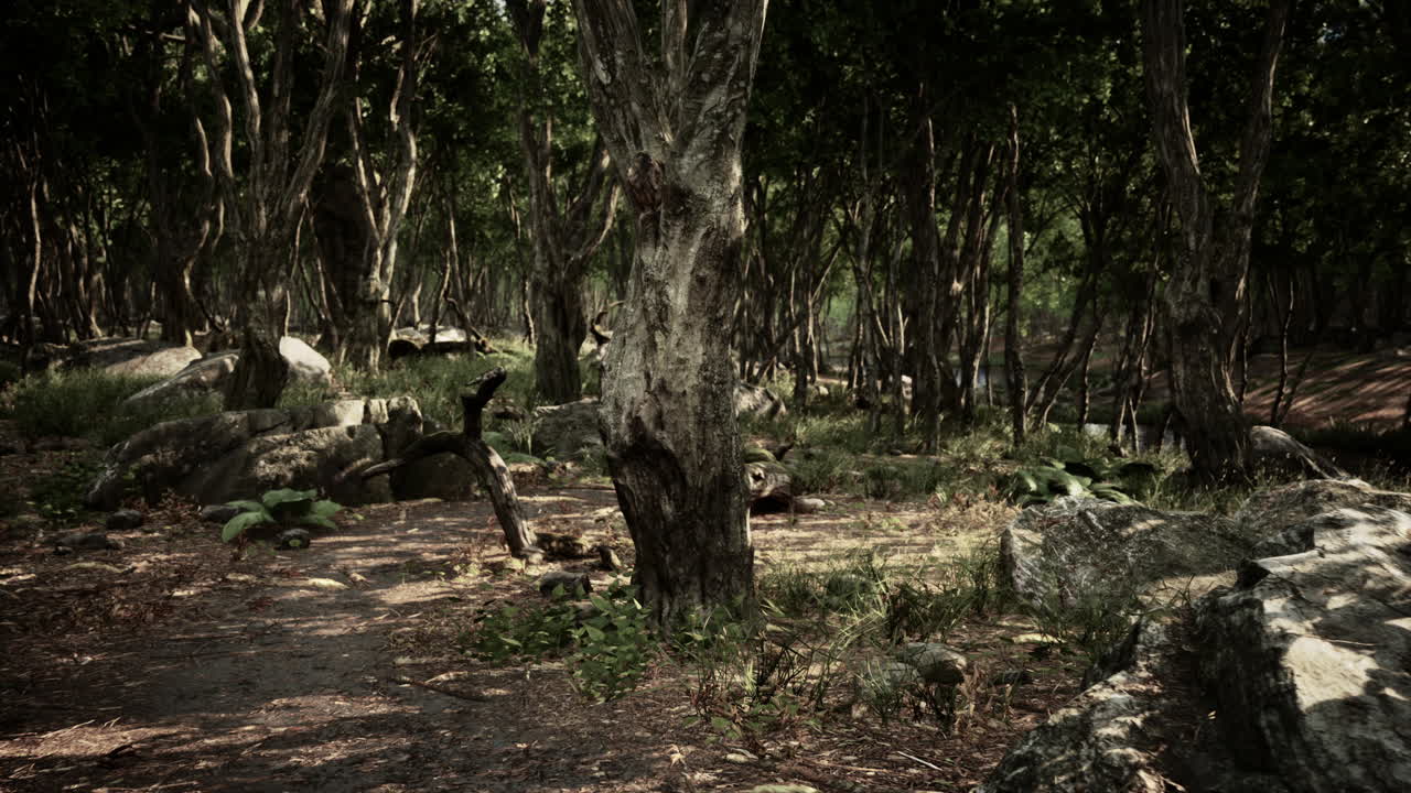 camino oscuro y misterioso del bosque