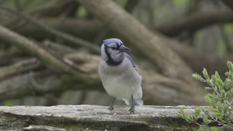 Nahaufnahmeporträt-Eines-Kanadischen-Blauhähers,-Bunter-Singvogel