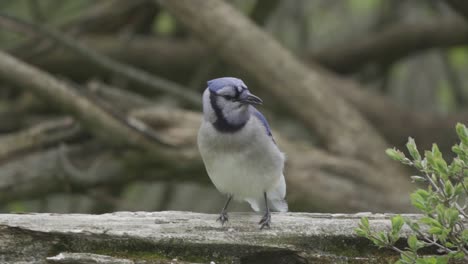 closeup portrait of a canadian blue jay, colourful songbird