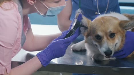 a team of veterinarians examines the ears of a sick corgi dog using otoscope