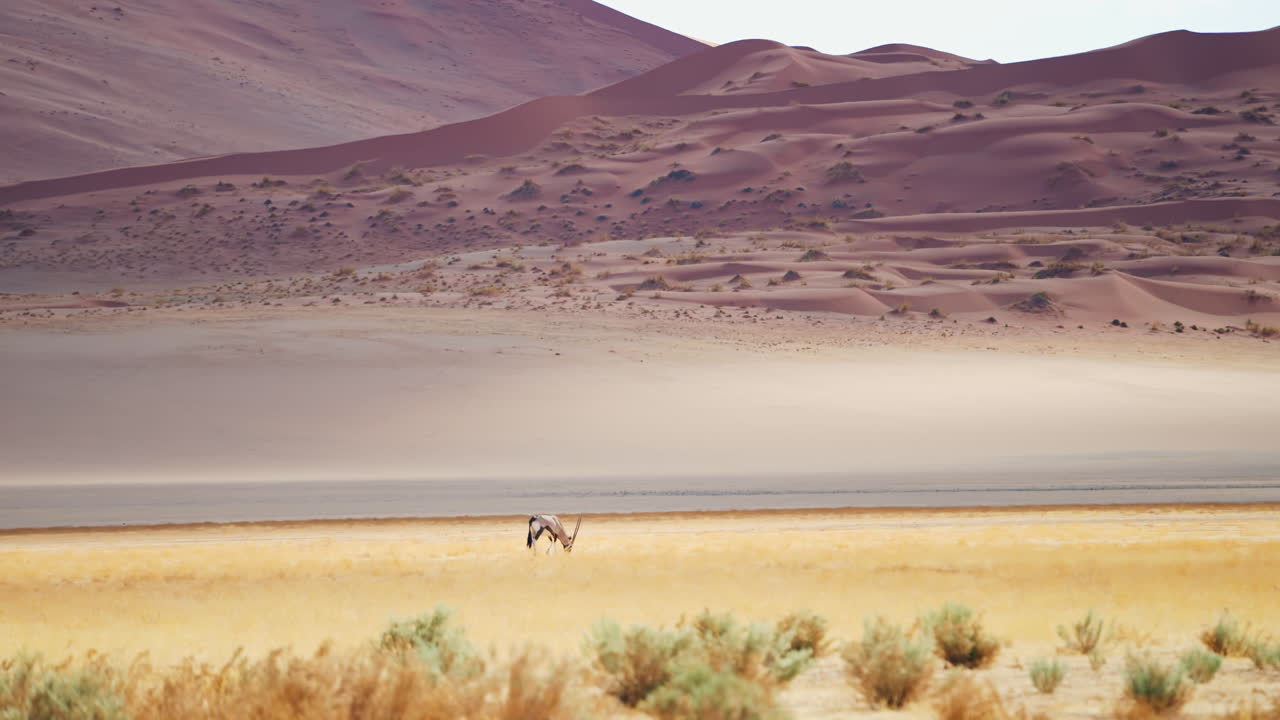 Oryx in Namibian Desert