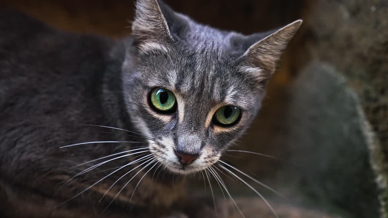 primer plano de un gato tabby gris con ojos verdes