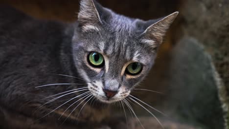 Primer-Plano-De-Un-Gato-Atigrado-Gris-Con-Ojos-Verdes