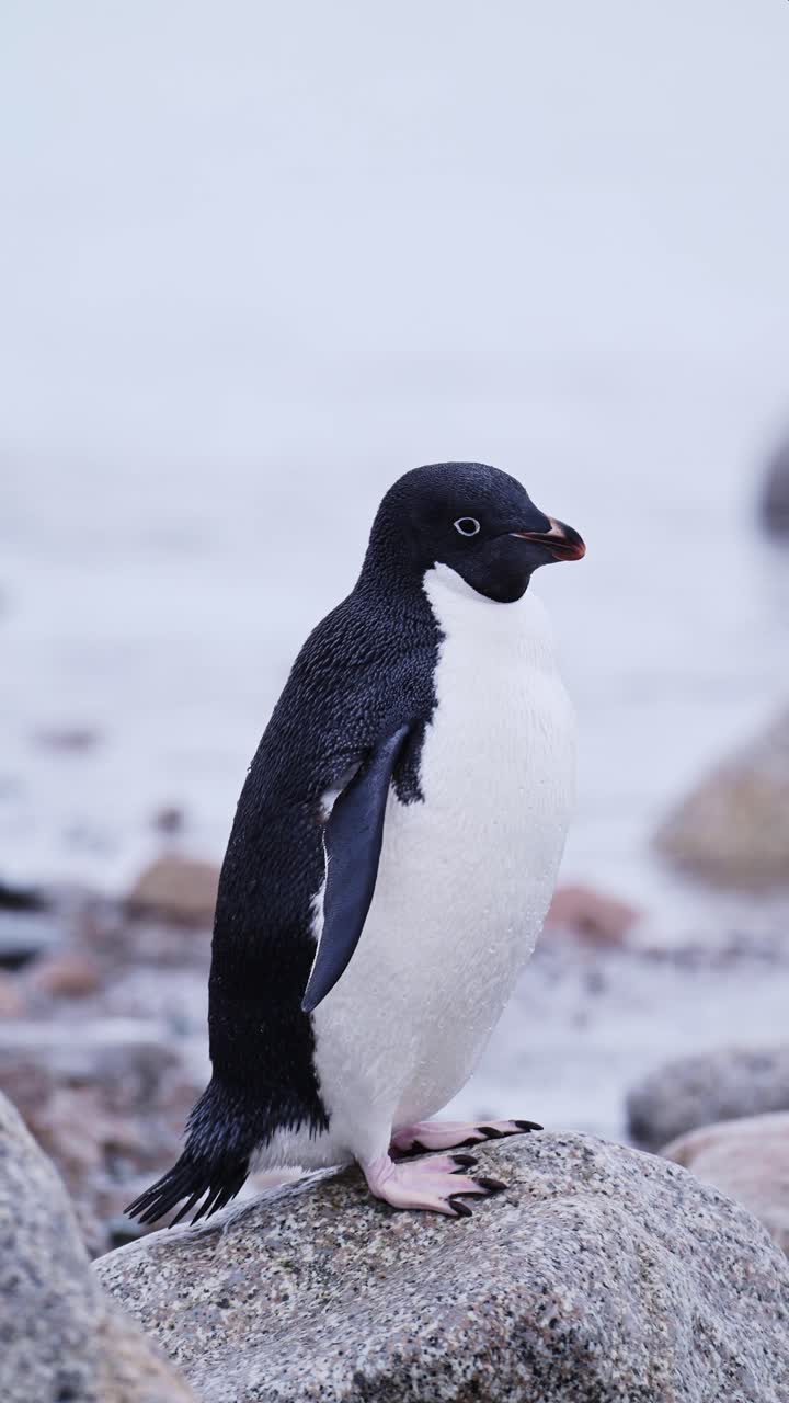 pingüino de primer plano retrato en la nieve en la antártida, pingüinos adélie y antártida vida silvestre y animales en la península antártica, video vertical para redes sociales, instagram reels y tiktok