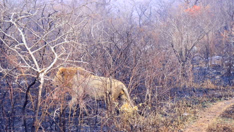 large male african lion walks off the road into area with recent fire