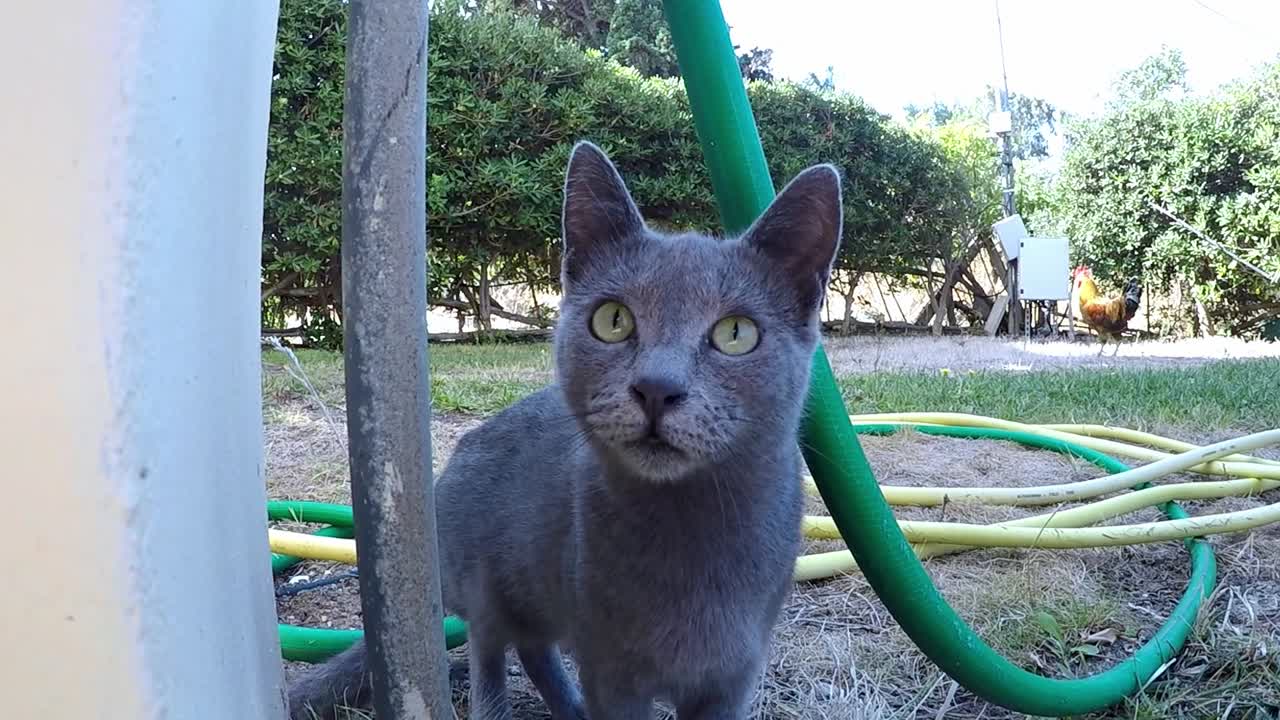 gato callejero gris detrás de una pared, un poco asustado pero curioso