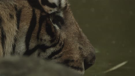 tiger in water looking around, a bit sad