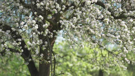 delicate white blossoms cover the long slender branches