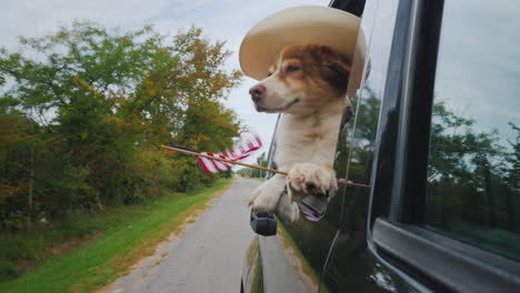 dog-cowboy in the hat and with the american flag rides in the car