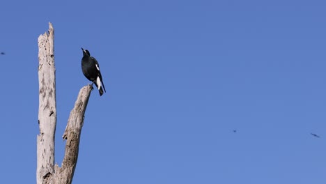 magpie moves along a bare tree branch