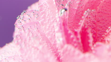 pink flower petals with bubbles