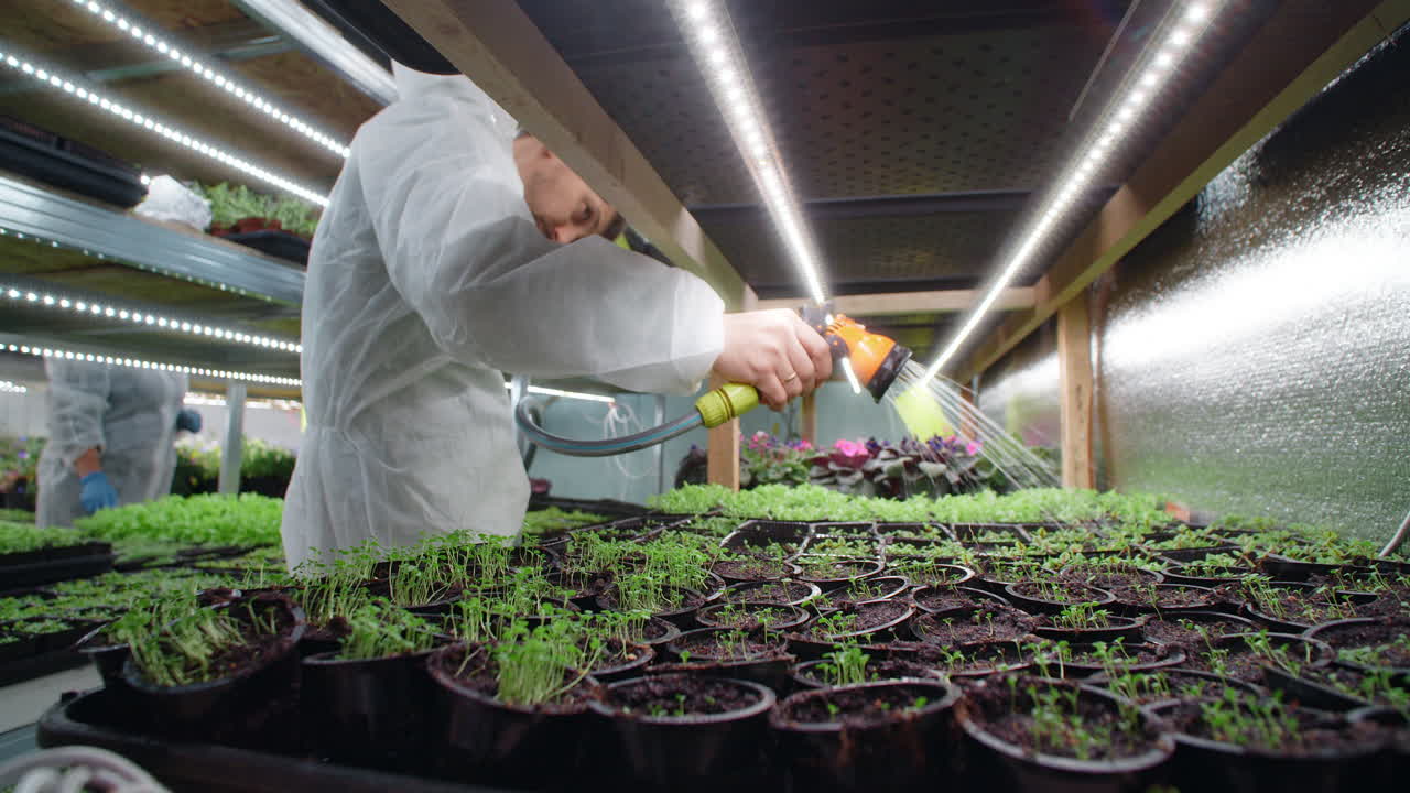 Watering Seedlings in a Vertical Farm