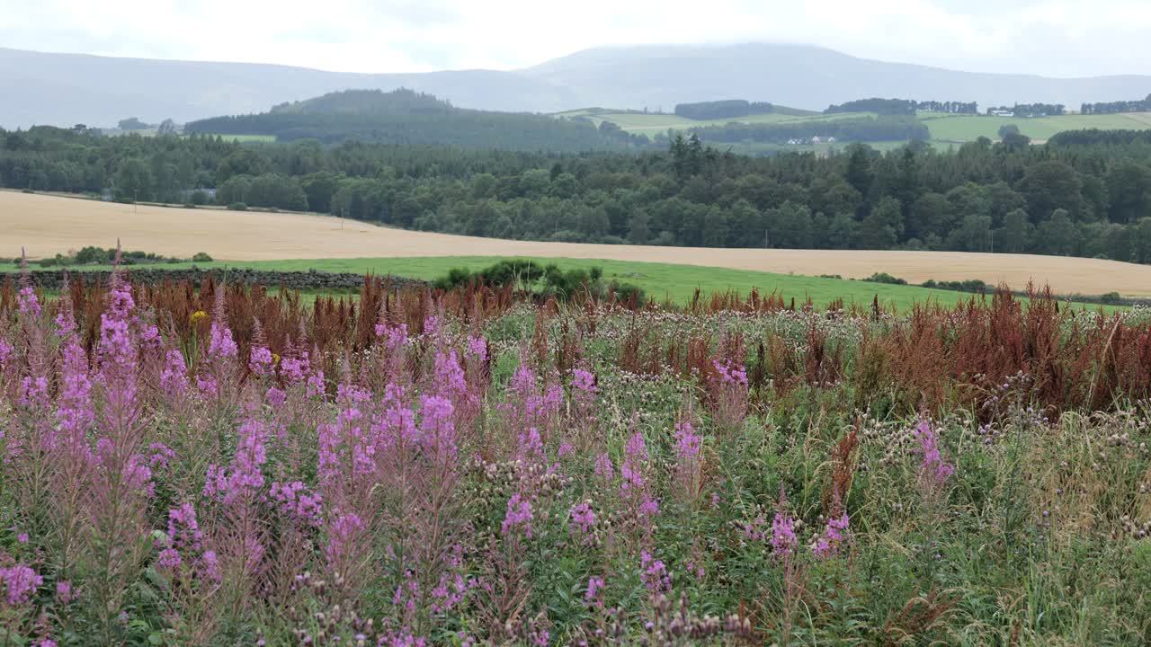 에필로비움 (epilobium chamaenerium angustifolium) - 스코틀랜드의 숲 속에 서식하는 소나무.
