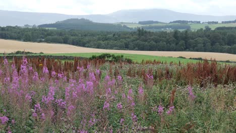 epilobium chamaenerion angustifolium hierba de fuego o hierba de sauce rosebay en el paisaje escocés