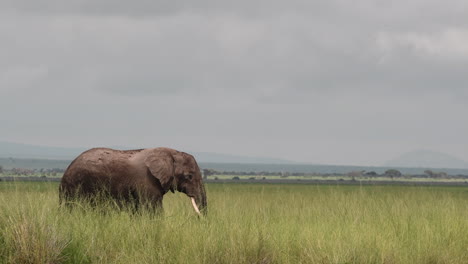 Afrikanischer-Elefant,-Der-Im-Grasland-Spaziert,-Amboseli-Np-Kenia