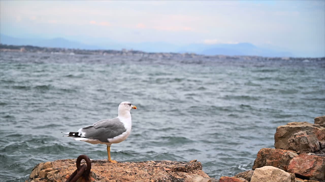Nærbillede af en måge på en klippekyst med havet i baggrunden. Slow motion