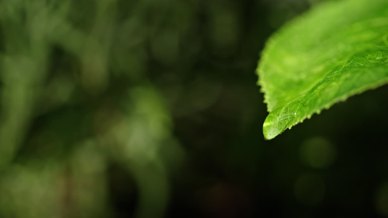 primer plano de una hoja húmeda con una gota de agua
