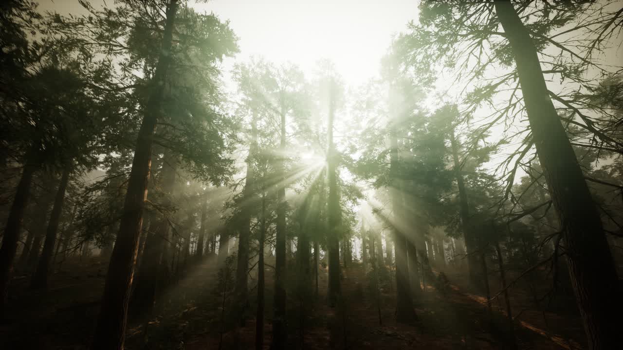 paisaje de puesta de sol brumosa del bosque de secuoya