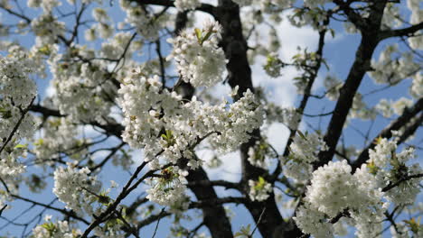 spring cherry tree flowering with blue sky behind and fluttering in the wind