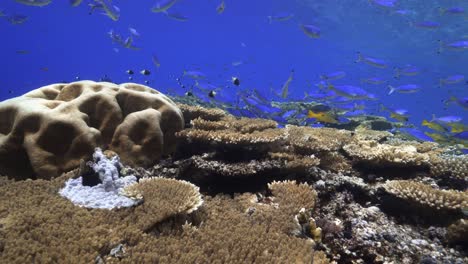 healthy coral reef with schooling fusilier fish in the crystal clear waters of the red sea