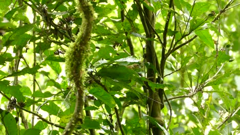 pequeño pájaro reyezuelo posado detrás de grandes hojas verdes en el bosque