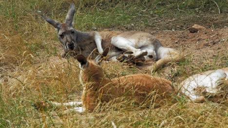 red kangaroo scratching belly while lying on the ground in the zoo