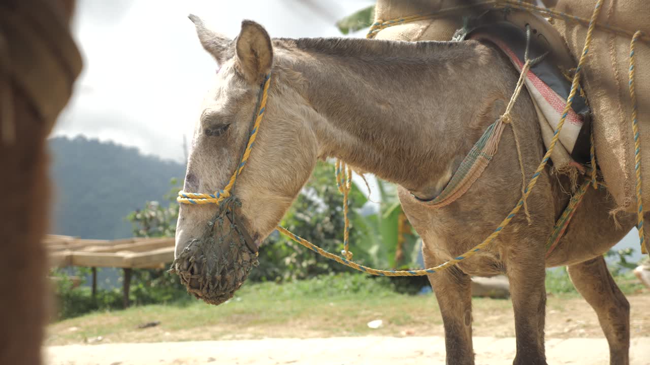 burro aleteando su cola ganado un burro con cuerda está cansado de mover bolsas pesadas descansando en un remoto pueblo tradicional de plantación de café en la selva de colombia montañas de américa latina cámara lenta