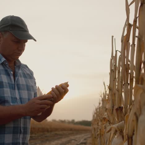 Middle-aged-farmer-holds-corn-cob-works-in-field