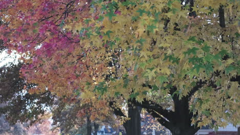 static slomo of vibrant fall colored trees