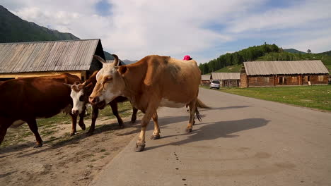 Herd-of-Chinese-cows-crossing-road-during-sunny-blue-sky-day-in-small-village-farm-in-China